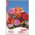 Rare Sunflower Potted Portulaca Grandiflora Seeds, Original Pack, 220 seeds