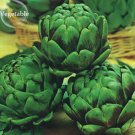 Rare Green Globe Italian Artichoke, 4 seeds, open pollinated vegetables