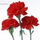 Rare Scarlet Red Carnation Flowers, 50 seeds, light fragrant big blooming