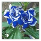 Rare Blue White Desert Rose Adenium, Professional Pack, 2 Seeds