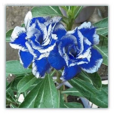 Rare Blue White Desert Rose Adenium, Professional Pack, 2 Seeds