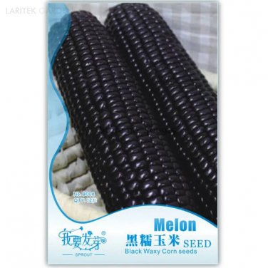 Rare Black Sweet Waxy Corn Fruits, Original Pack, 12 Seeds