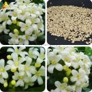 Rare Purple Passion Fruits, Professional Pack, 40 Seeds, passiflora edulis sour sweet egg fruit