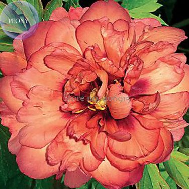 Rare 'Kopper Kettle' Orange Peony Tree, 5 Seeds,