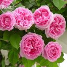 Rare 'Qiao San' Big Pink Turbine-like Climbing Rose Plant, 50 seeds