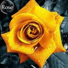 Rare Natural Golden Rose Flower, 50 Seeds, open pollinated garden