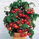 Rare Tiny Tim Dwarf Tomato Bonsai Fruits, 30 Seeds