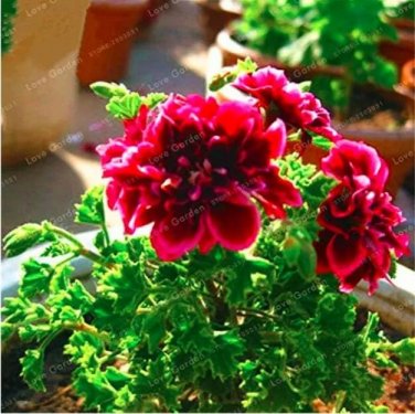 Rare Rare Geranium 20 Seed Crimson Flowers