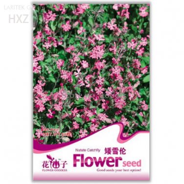Rare Beautiful Dwarf Sharon Flowers Seeds, 50 seeds,