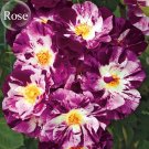 Rare Purple Splash Climbing Rose Shrub, 50 seeds, fragrant flowers