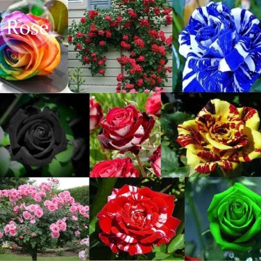 Rare Mixed 12 Types Heirloom Rose Shrub Flowers Seeds, 50 seeds