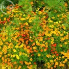 Rare Yellow Canary Creeper Nasturtium, 5 seeds,