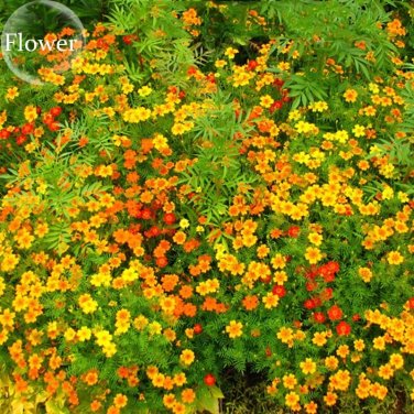 Rare Yellow Canary Creeper Nasturtium, 5 seeds,