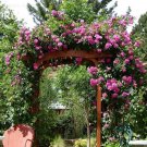 Rare Taiwai Purple Climbing Rose Big Blooming Flowers, 50 seeds