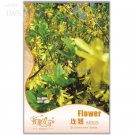 Rare Beautiful Weeping Forsythia Seed, Original Pack, 35 seeds