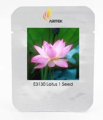 Rare Heirloom Light Pink Fragrant Nelumbo Nucifera Lotus Flower 1 Seeds