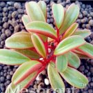 Rare Peperomia Claveolens, Potted 100 Seeds