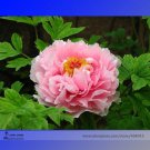 Rare Zhao Fen' Pink Fragrant Peony Tree Flower Organic Seeds, Professional Pack, 5 Seeds