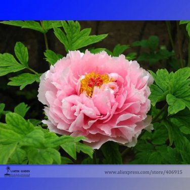Rare Zhao Fen' Pink Fragrant Peony Tree Flower Organic Seeds, Professional Pack, 5 Seeds