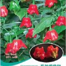 Rare Anatolian Tulip Ornamental Pepper Seeds, Original Pack, 20 Seeds