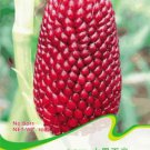 Rare Strawberry Red Popcorn Seeds, Original Pack, 10 Seeds