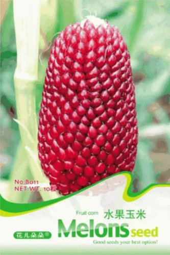 Rare Strawberry Red Popcorn Seeds, Original Pack, 10 Seeds