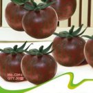 Rare Cherokee Cherry Tomato Seeds, Original Pack, 20 Seeds