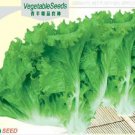 Rare Hongkong Ice Berg Lettuce Seeds, Original Pack, 5g Seeds
