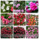 Rare Mix Impatiens walleriana 9 Colors Busy Lizzie Balsam 20 Seeds