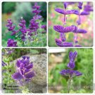 Rare Salvia viridis Rare Clary Sage Seeds, Professional Pack, 30 Seeds