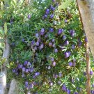 Rare Australia Heirloom Purple Apple-berry Seeds, Professional Pack, 10 Seeds
