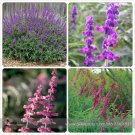 Rare Salvia Leucantha Imported Mexican Bush Sage Pink Flower 30 Seeds,