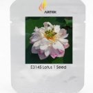 Rare White Pink Double Wrinkled Nelumbo Nucifera Lotus Flower 1 Seeds