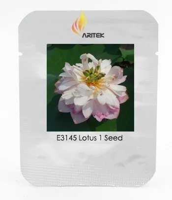 Rare White Pink Double Wrinkled Nelumbo Nucifera Lotus Flower 1 Seeds