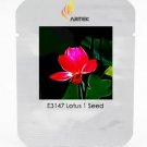Rare Super Red Nelumbo Nucifera Lotus Flower Bonsai 1 Seeds