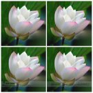 Rare Heirloom White Nelumbo Nucifera w/ Red Top Lotus Flower 1 Seeds