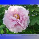 Rare 'Rou Furong' Pink Tree Peony Flower Organic Seeds, Professional Pack, 5 Seeds