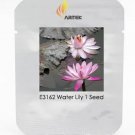 Rare Office Desk Small Pink Water Lily Seeds, Professional Pack, 1 Seed