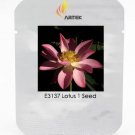 Rare Blood Red Indonesia Lotus Flower Seeds, Professional Pack, 1 Seed