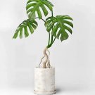 Rare 100 pcs Monstera obliqua Seeds Flower Pot Plants Decor