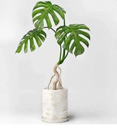 Rare 100 pcs Monstera obliqua Seeds Flower Pot Plants Decor