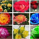 Rare 1 lot New Rose Seeds, 9 Different Colors Rose, Professional packing