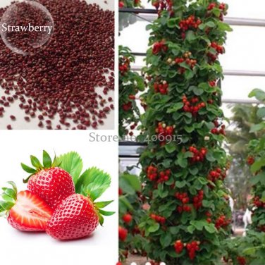 Rare Middle-sized Red Climbing Strawberry Fruits, 100 Seeds