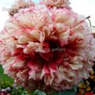 Rare Flemish Antique Corn Poppy Flowers Seeds, 100 seeds