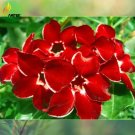 Rare 'Dragon Siam' Dark Red Desert Rose Adenium Obesum Seeds, Professional Pack, 2 Seeds