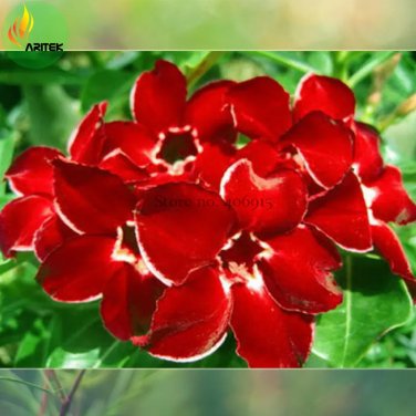 Rare 'Dragon Siam' Dark Red Desert Rose Adenium Obesum Seeds, Professional Pack, 2 Seeds