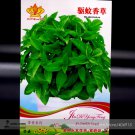 Rare Mozzie Buster Mosquito Repellent Herb Weed Seeds, Original Pack, 30 Seeds