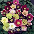 Rare Hellebore (Christmas Rose) Helleborus Niger 100 Seeds, Mixed