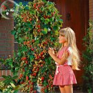 Rare Imported Japanese Red Climbing Strawberry, 200 Seeds