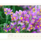Rare 1 Professional Pack, 50 seeds / pack, Purple Linaire Commune Linaria Vulgaris